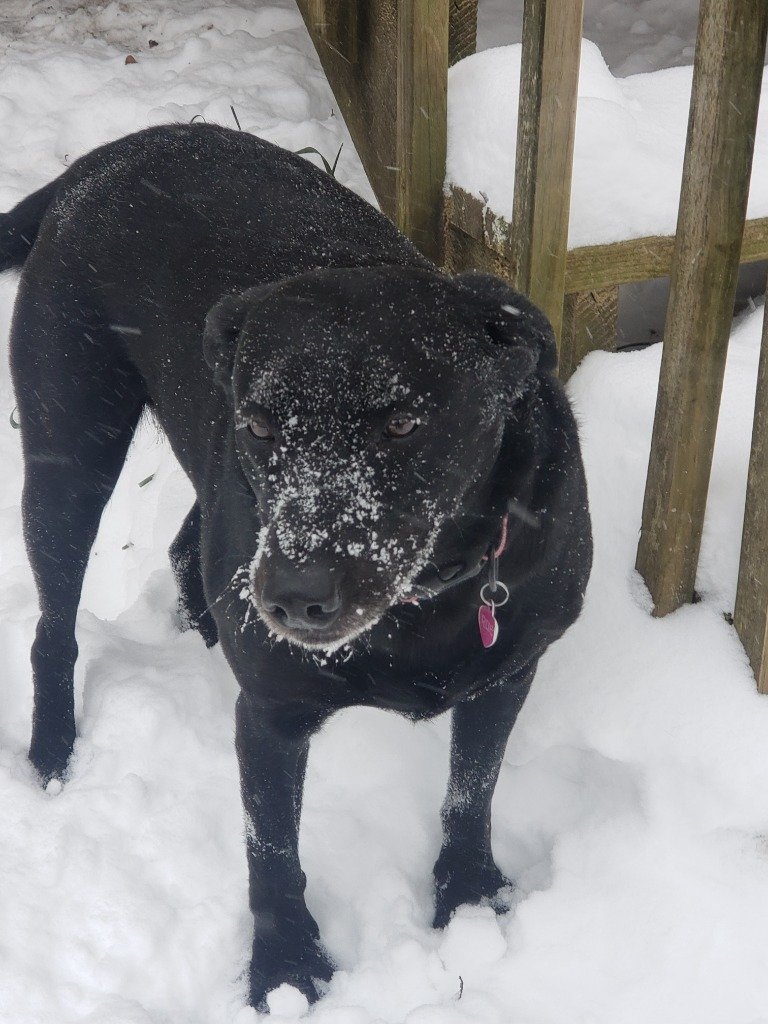 Rue, a black Labrador, standing happily in the snow