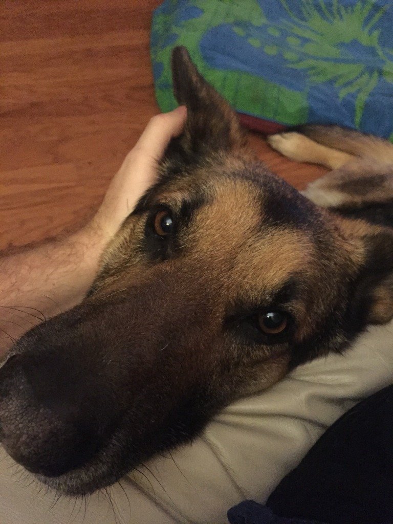 Sarge, a German Shepherd, resting peacefully